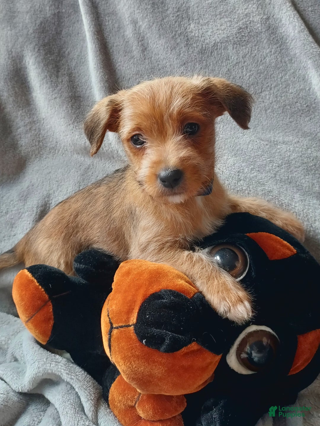 Jackapoo dogs for sale: Thomas - Ad 1