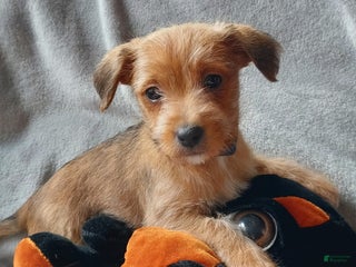 Jackapoo dogs Thomas - Ad 14