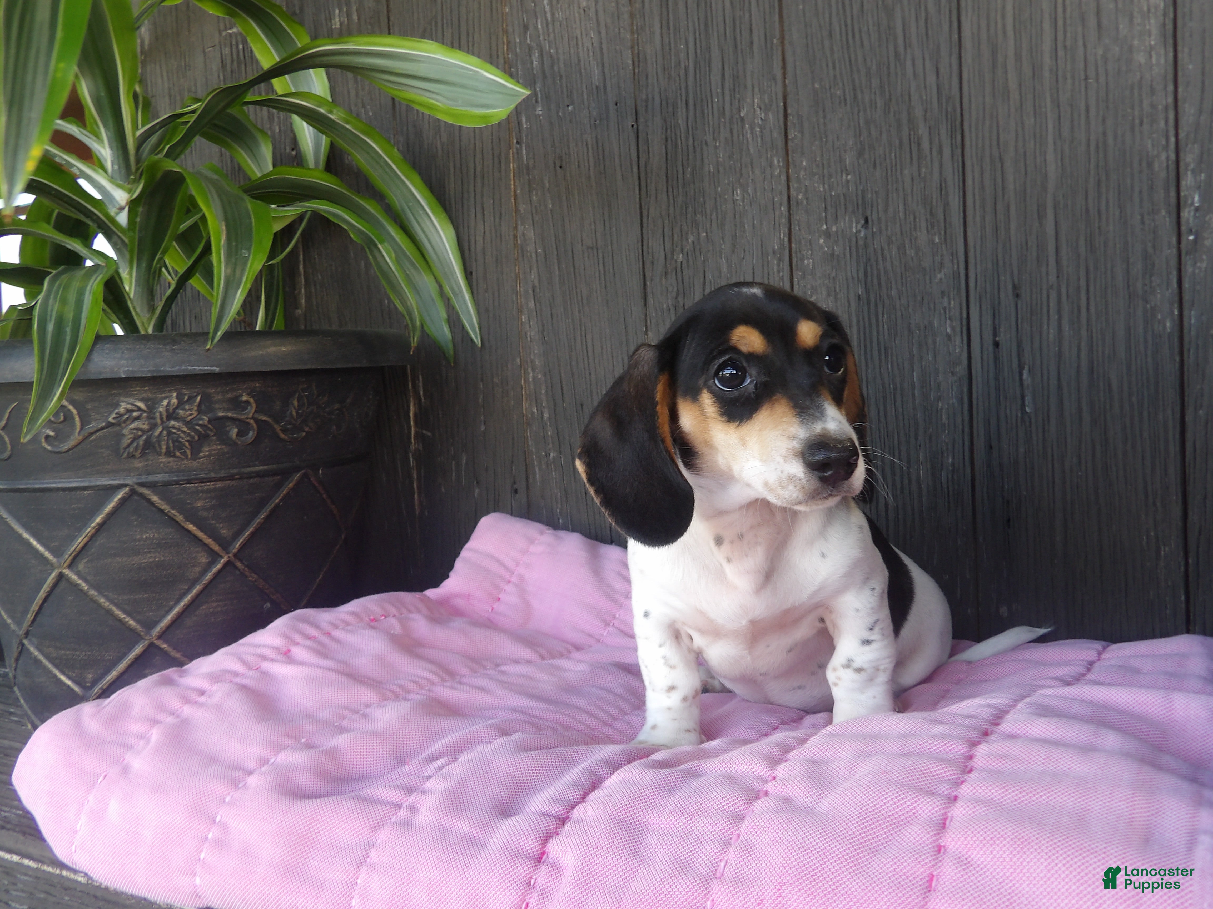 Miniature Dachshund dogs Violet - Ad 1