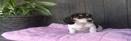 Miniature Dachshund dogs for sale: Violet - Ad 1