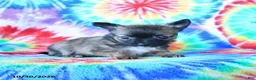 Mixed Breed dogs for sale: Mocha - Ad 3
