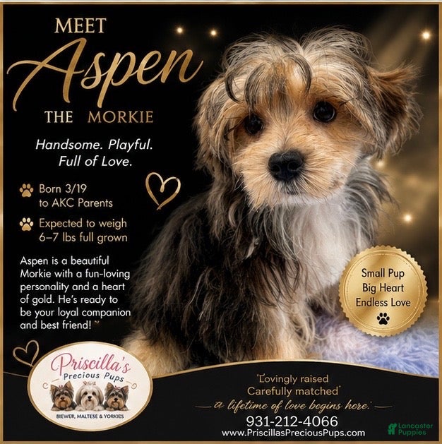 Morkie dogs Aspen - Ad 4