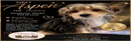 Morkie dogs for sale: Aspen - Ad 1