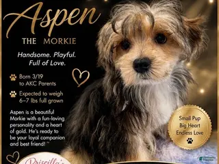 Morkie dogs Aspen - Ad 5