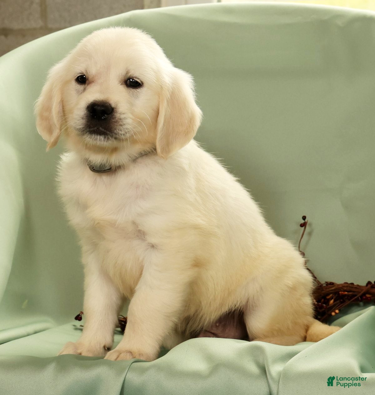 Golden Retriever dogs Golden Retriever 5 - Ad 1