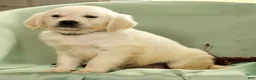 Golden Retriever dogs for sale: Golden Retriever 5 - Ad 1
