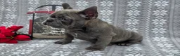 French Bulldog dogs for sale: Heather - Ad 4