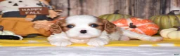 Cavalier King Charles Spaniel dogs for sale: Churro - Ad 3