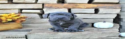 Cane Corso dogs for sale: Jax - Ad 5