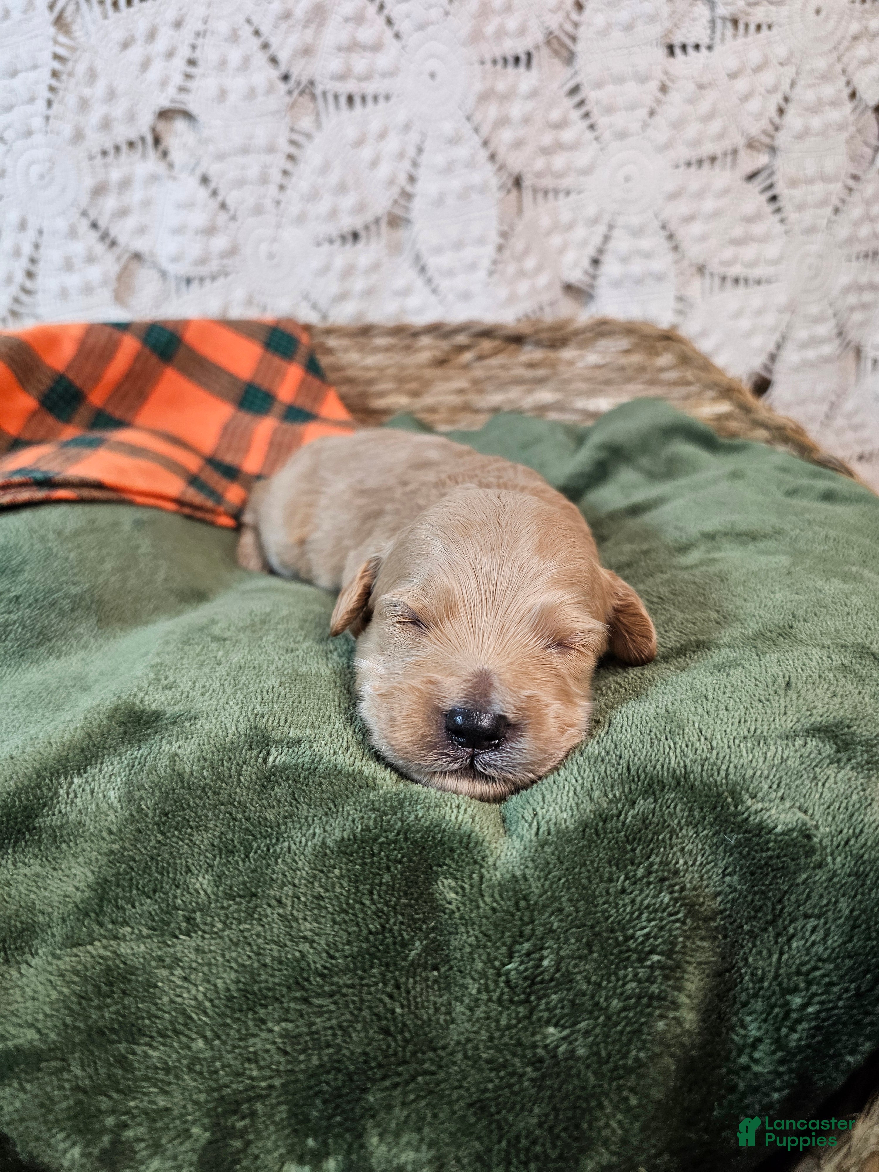 Mini Goldendoodle dogs Chile - Ad 2