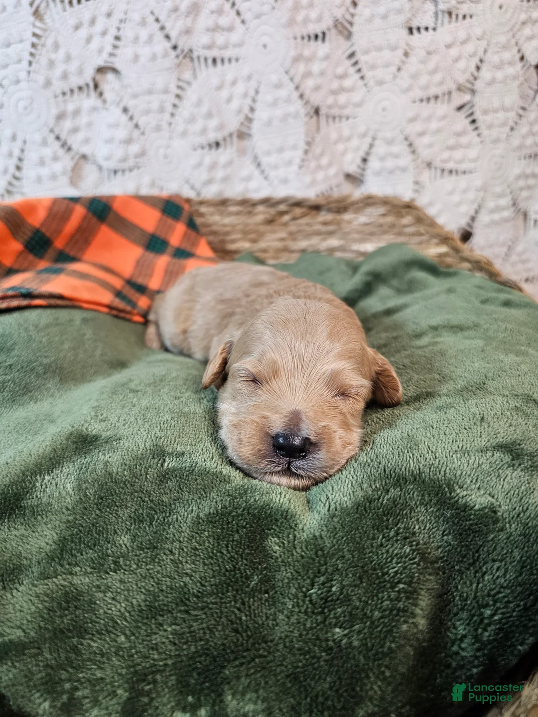 Mini Goldendoodle dogs for sale: Chile - Ad 2