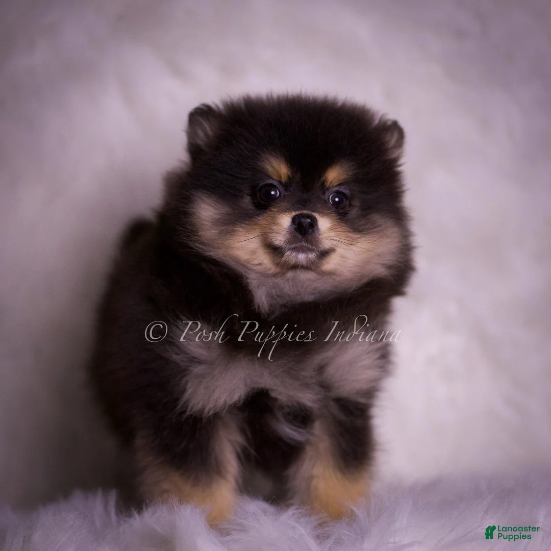 Pomeranian dogs for sale: Vizio - Ad 8