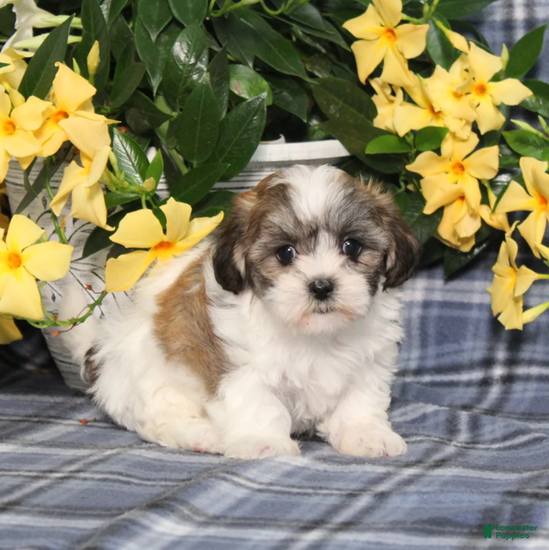 Teddy Bear dogs for sale: Opal - Ad 5