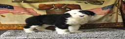 Old English Sheepdog dogs for sale: Velvet - Ad 3