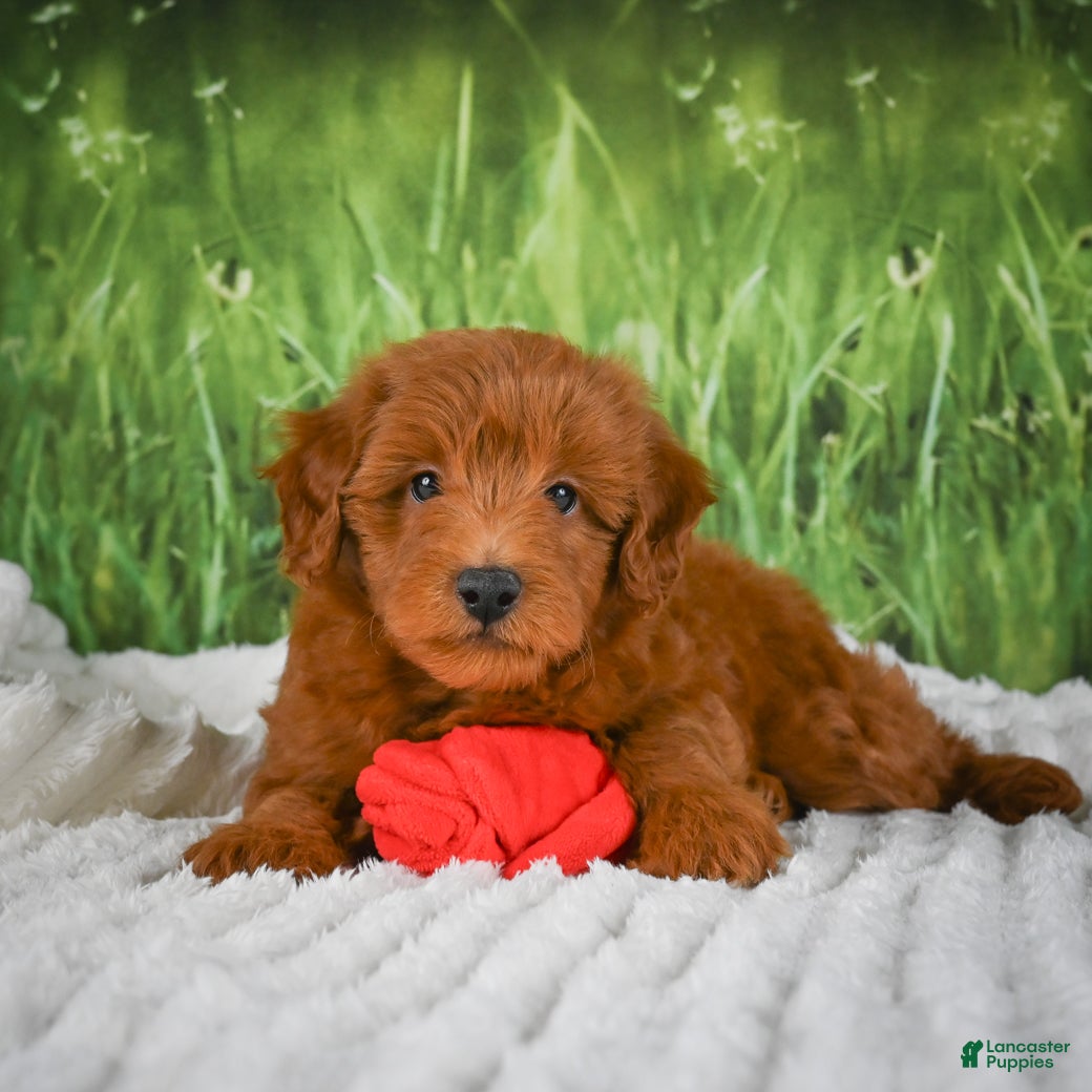 Mini Goldendoodle dogs Rusty - Ad 1