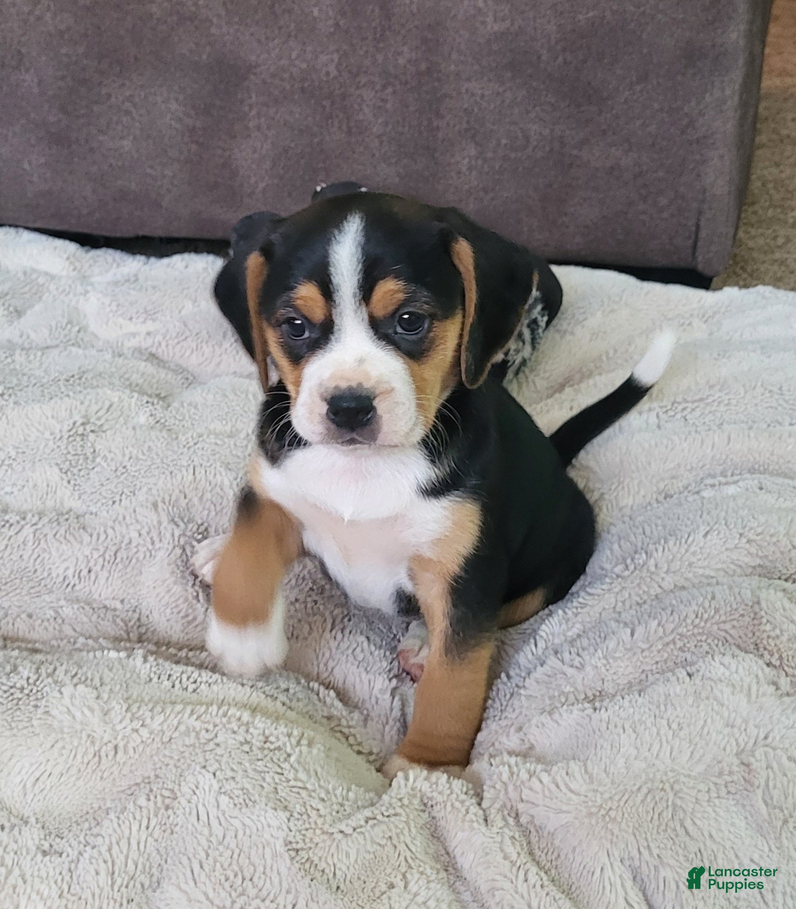 Puggle dogs Rosie - Ad 4