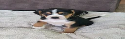 Puggle dogs for sale: Rosie - Ad 3