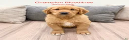 Golden Retriever dogs for sale: Chester - Ad 1