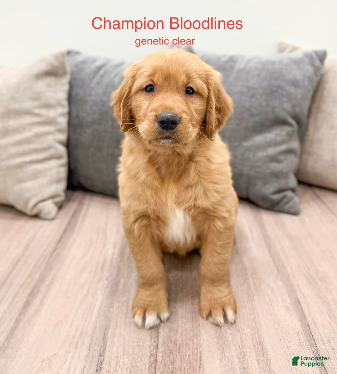 Golden Retriever dogs for sale: Chester - Ad 1
