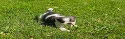 Mixed Breed dogs for sale: Spot - Ad 9