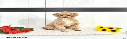 Cavapoo dogs for sale: Zachary - Ad 6
