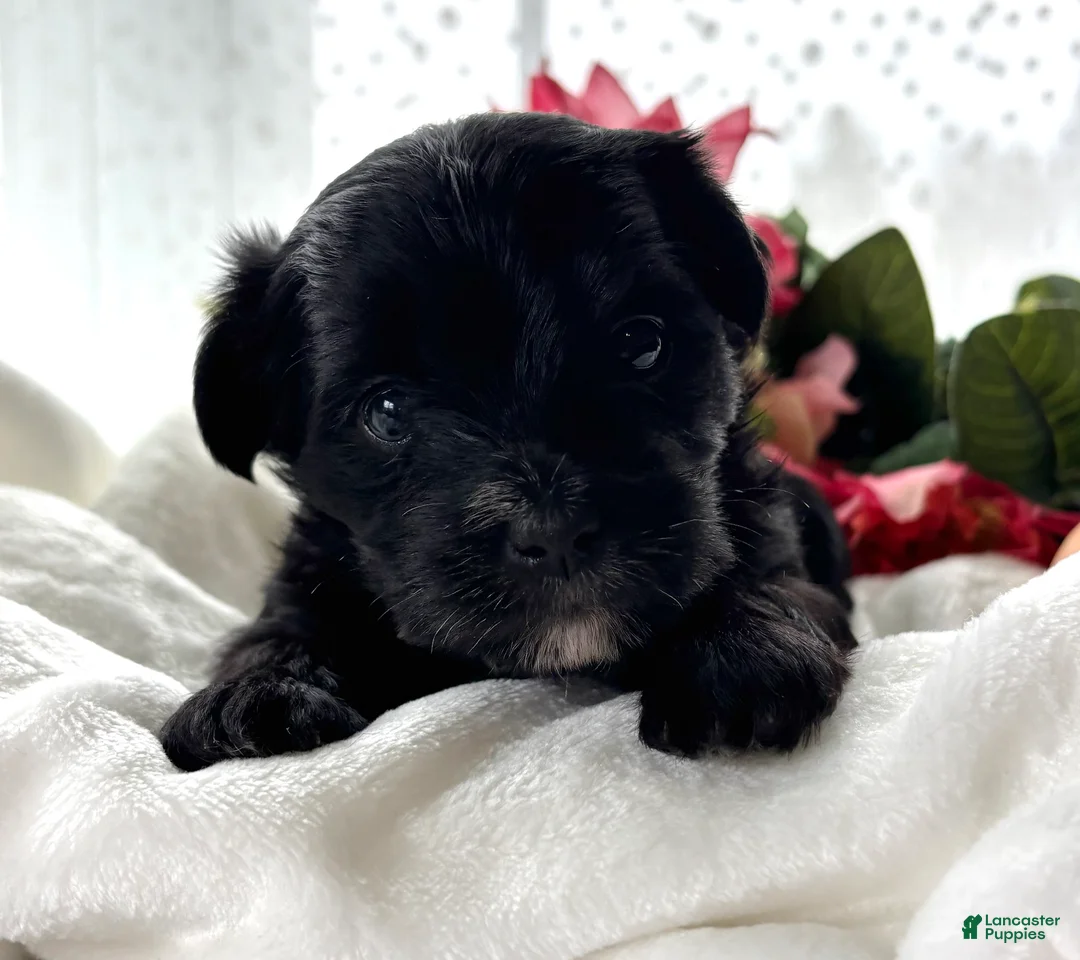 Morkie dogs for sale: Daisy - Ad 9