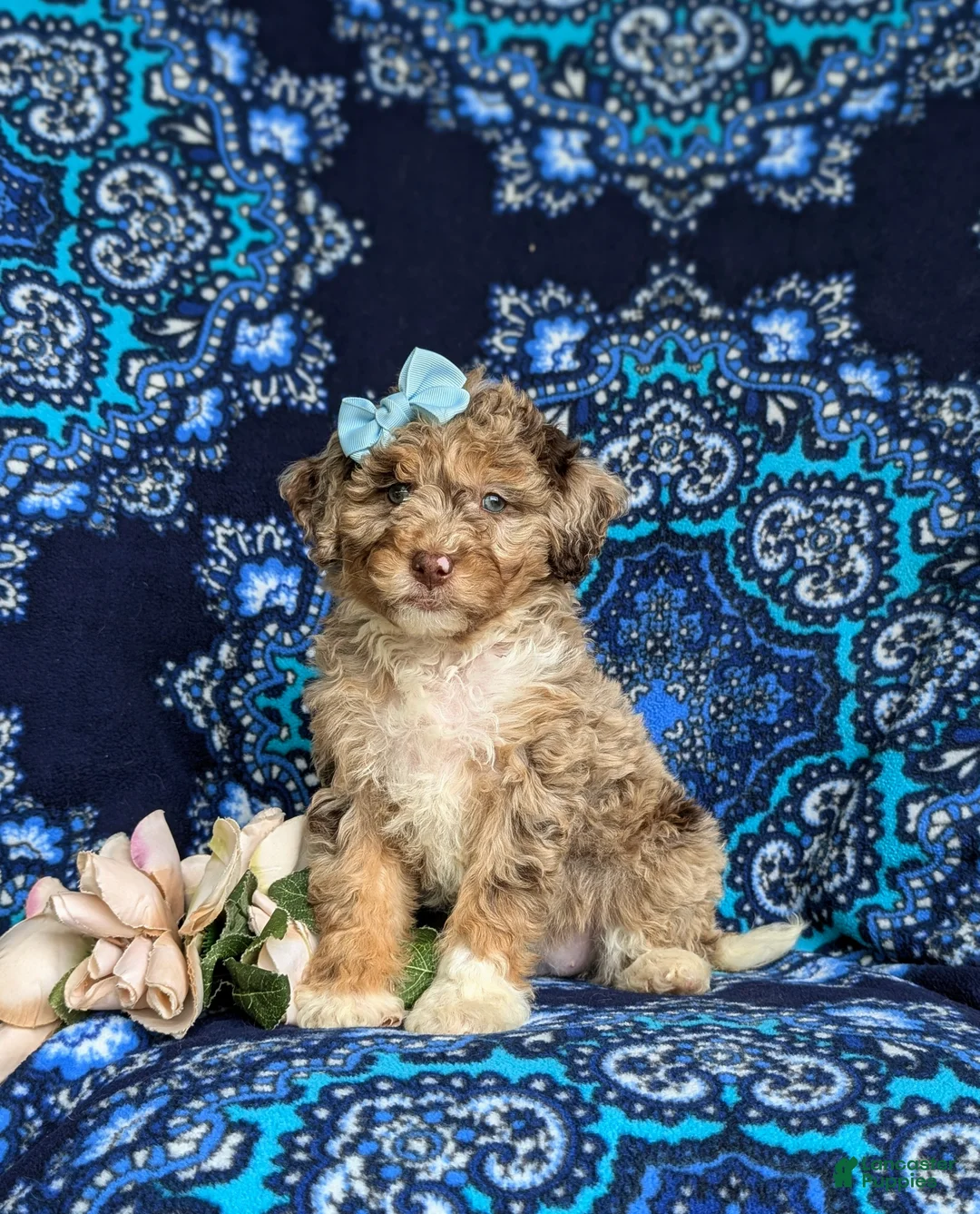 Mini Bernedoodle dogs for sale: Scarlett Hypoallergenic - Ad 1