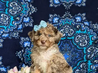 Mini Bernedoodle dogs for sale: Scarlett Hypoallergenic - Ad 4