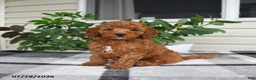 Miniature Poodle dogs for sale: Windson - Ad 1