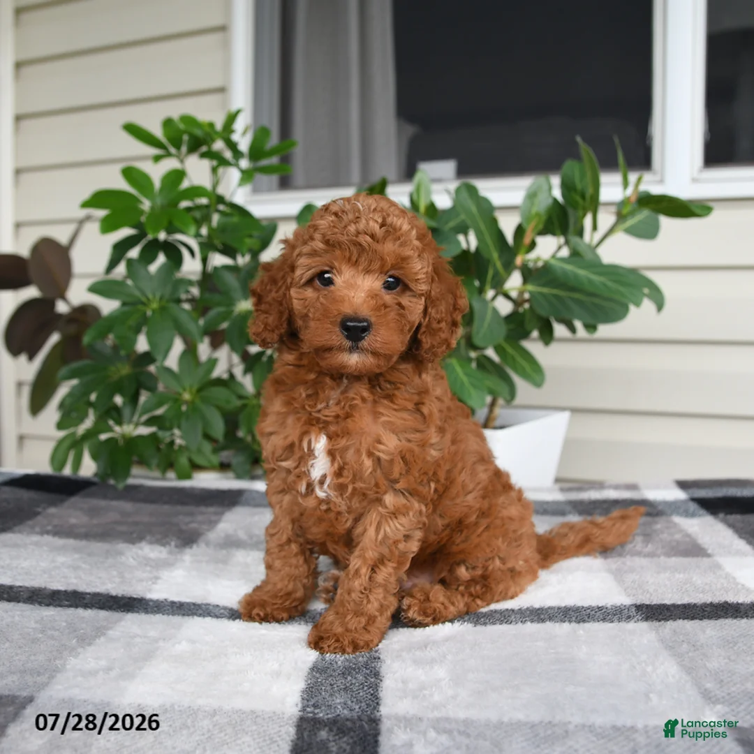 Miniature Poodle dogs for sale: Windson - Ad 1