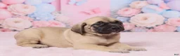 English Mastiff dogs for sale: Diesel - Ad 5