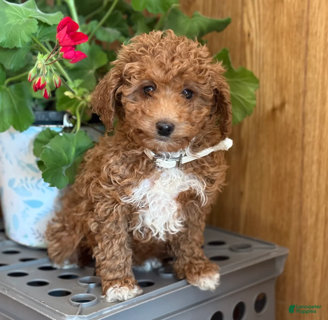 Miniature Poodle dogs for sale: Regal Rufas - Ad 4