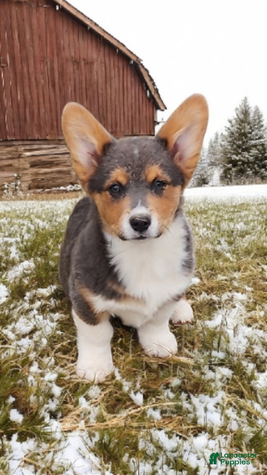 Welsh Corgi Pembroke dogs for sale: Abel Bluie - Ad 1