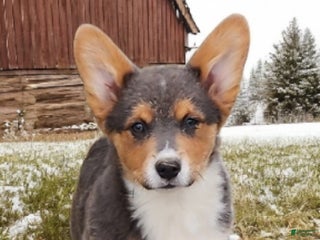 Welsh Corgi Pembroke dogs Abel Bluie - Ad 12