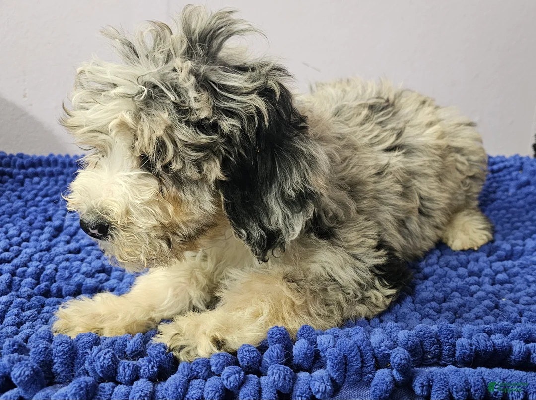 Sheepadoodle dogs for sale: Blue collar boy Sheepadoodle  - Ad 4