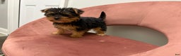 Yorkshire Terrier dogs for sale: Delilah  - Ad 3