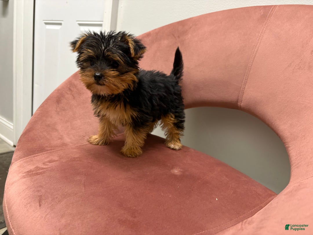 Yorkshire Terrier dogs for sale: Delilah  - Ad 3