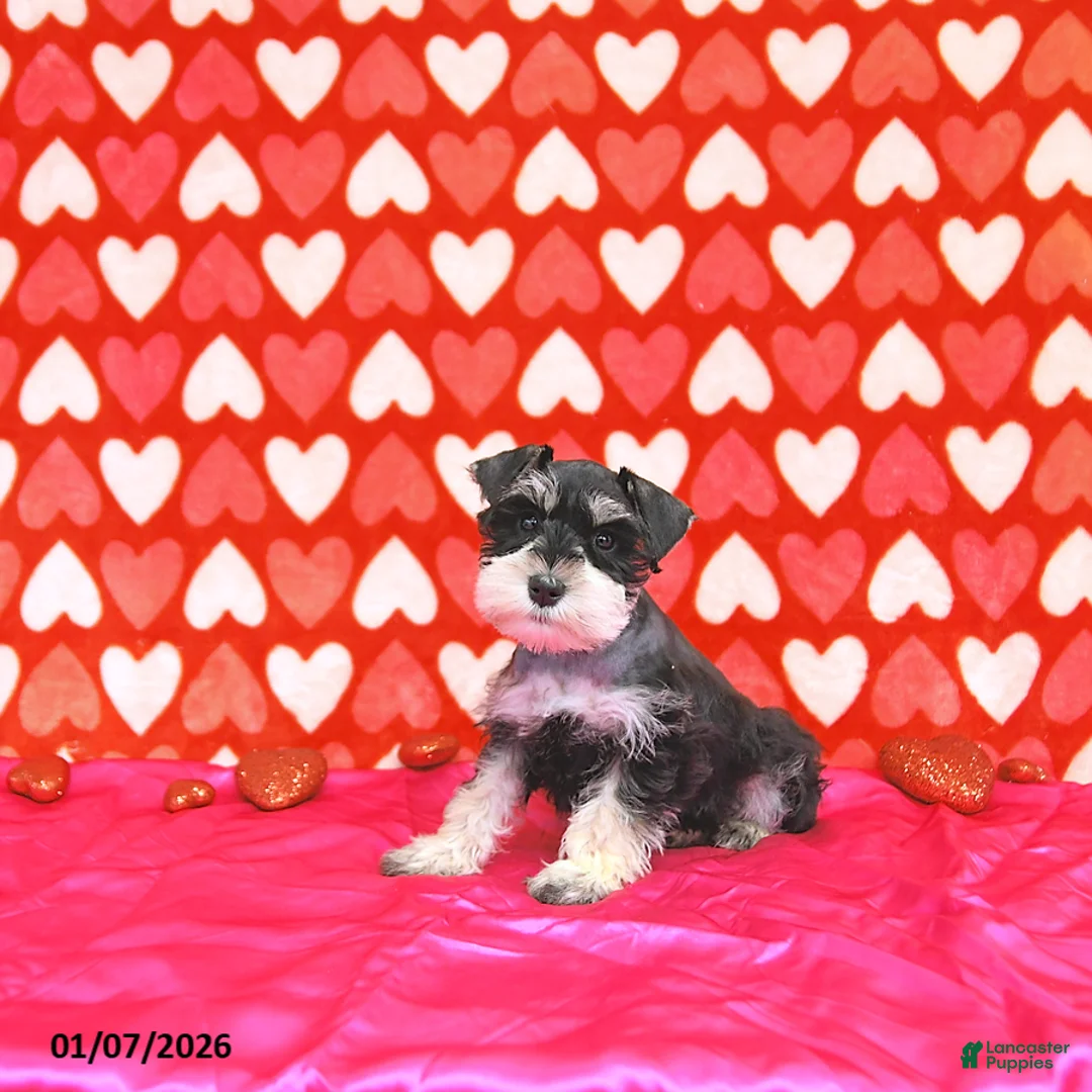 Miniature Schnauzer dogs for sale: Bailey - Ad 6