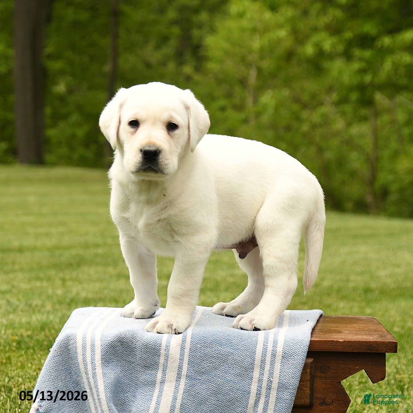 Labrador Retriever dogs for sale: Sherlock - Ad 4