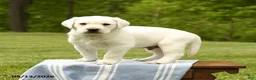 Labrador Retriever dogs for sale: Sherlock - Ad 1