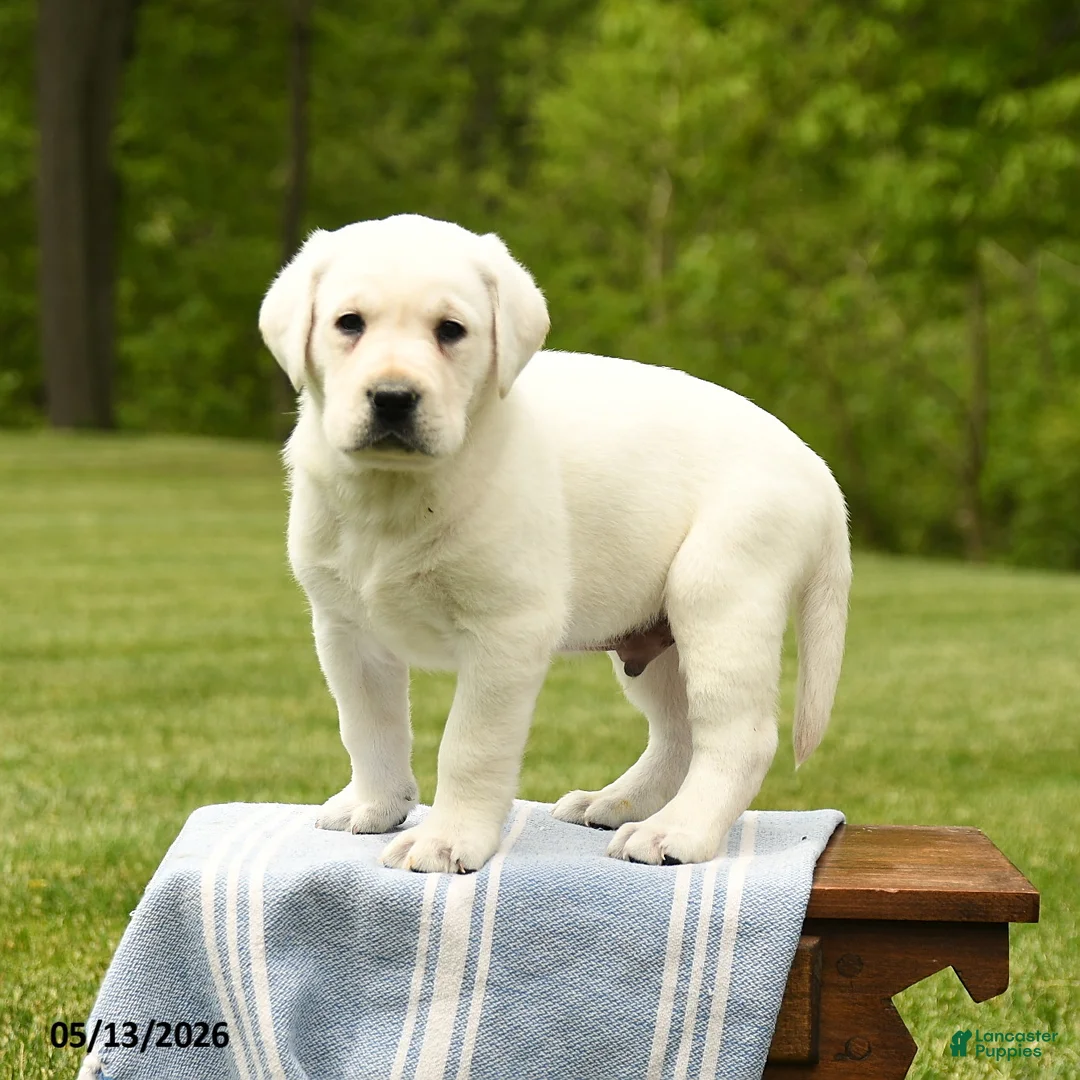 Labrador Retriever dogs for sale: Sherlock - Ad 1