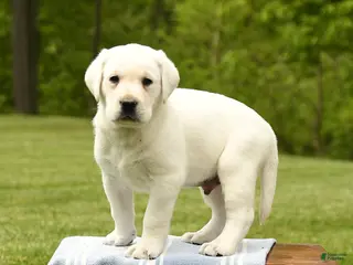 Labrador Retriever dogs for sale: Sherlock - Ad 4