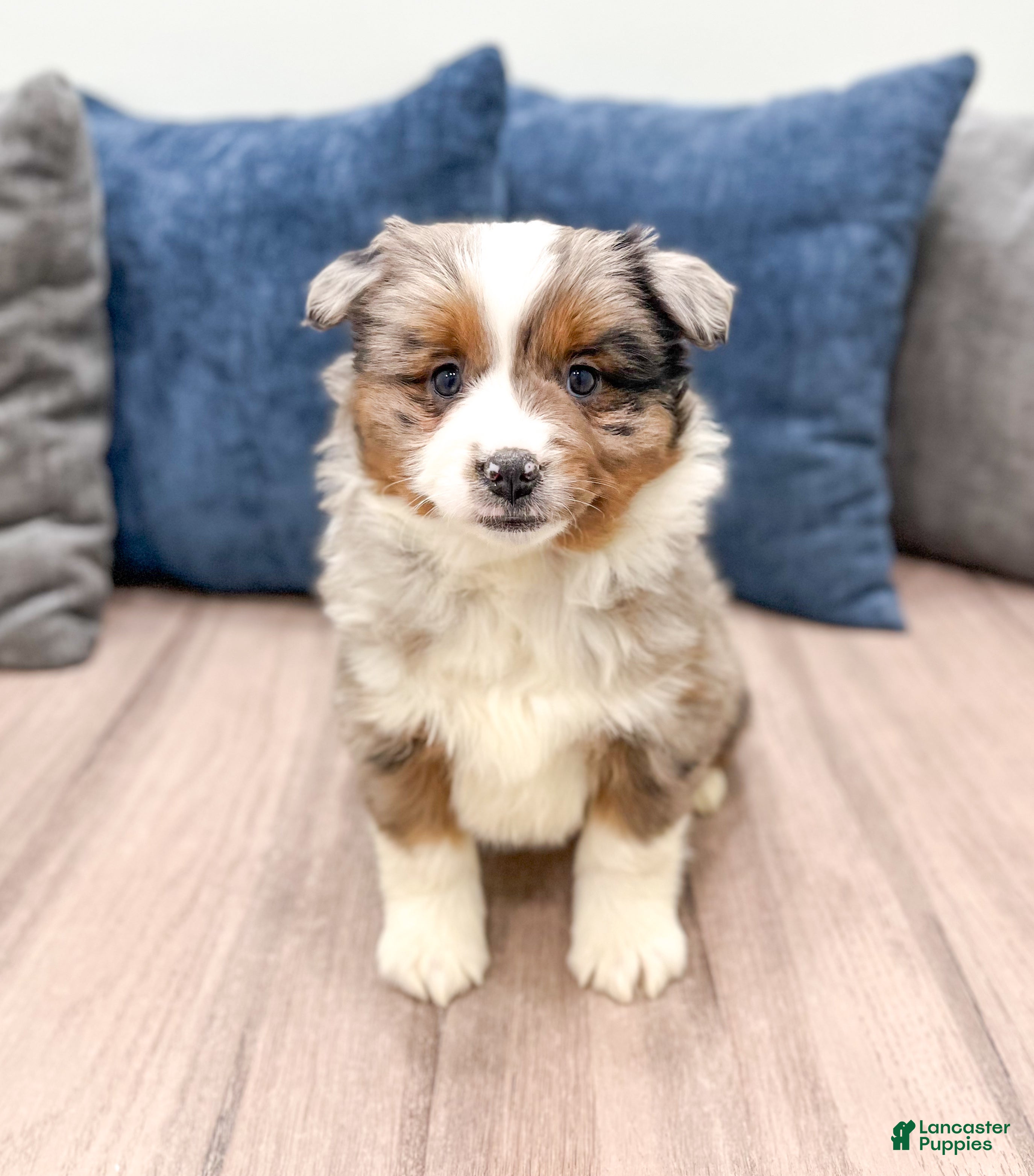 Miniature Australian Shepherd dogs Joy - Ad 28