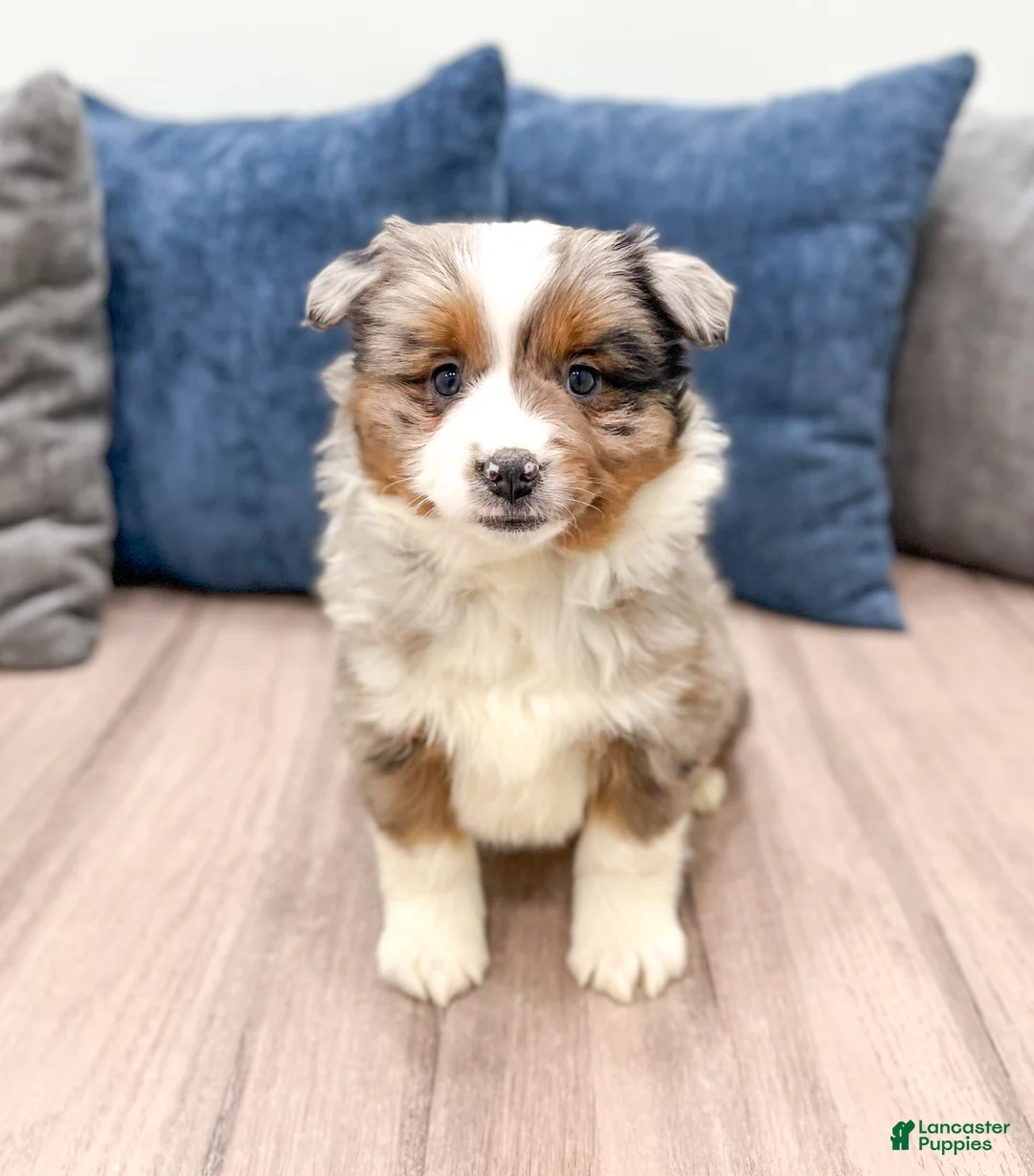 Miniature Australian Shepherd dogs for sale: Joy - Ad 1