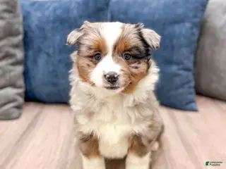 Miniature Australian Shepherd dogs Joy - Ad 28