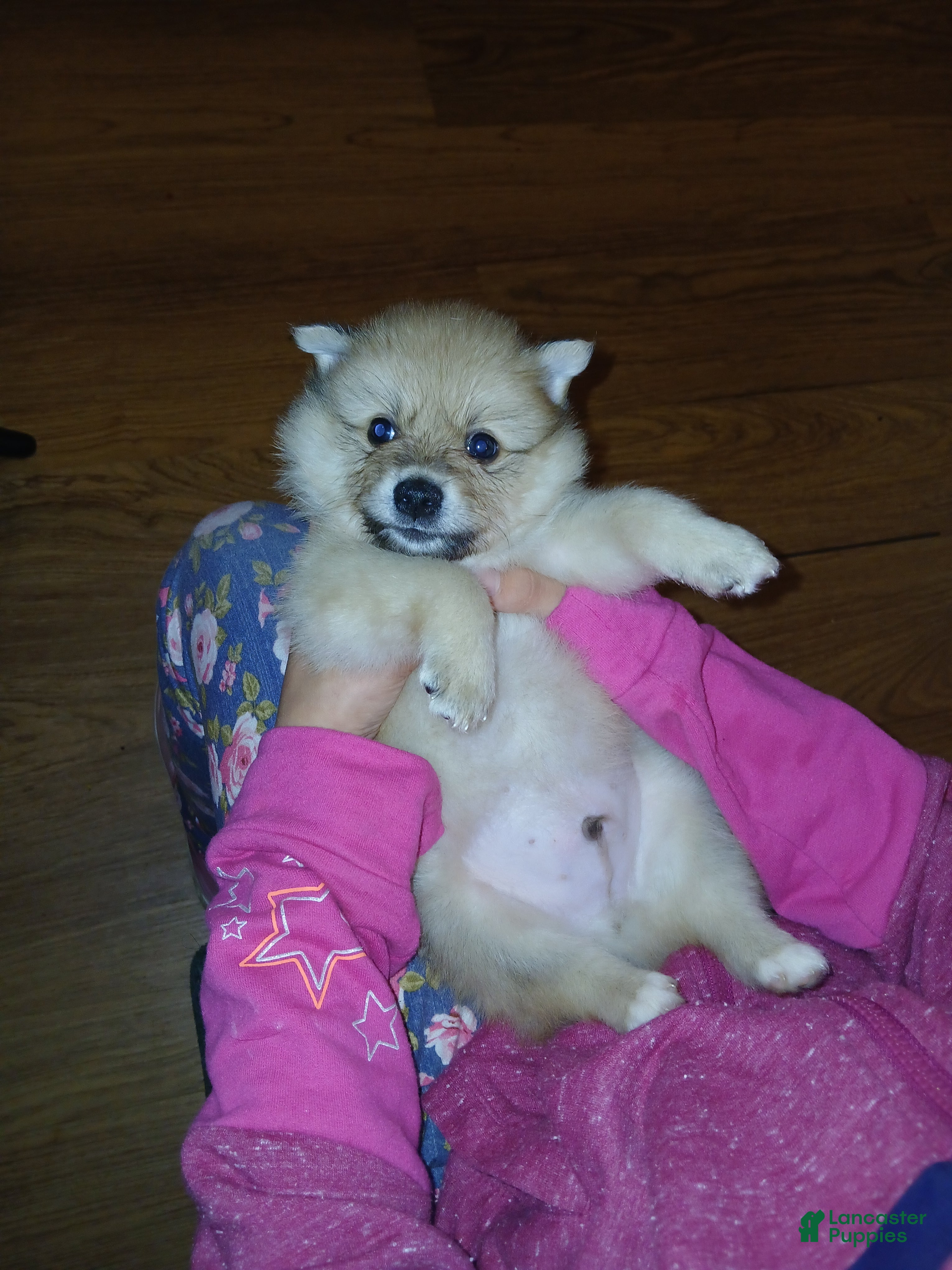 Pomeranian dogs for sale: Junior  - Ad 1