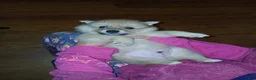 Pomeranian dogs for sale: Junior  - Ad 1