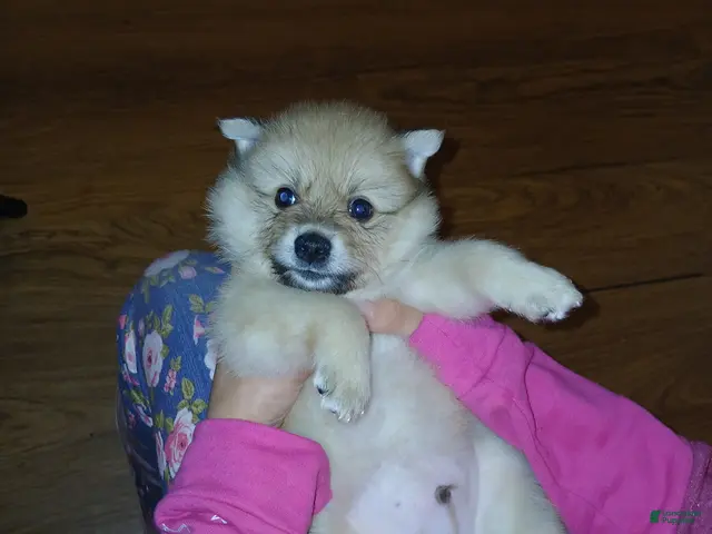 Pomeranian dogs Junior - Ad 2