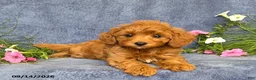 Cavapoo dogs for sale: Tucker - Ad 4