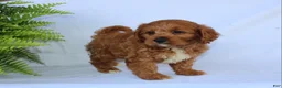 Cavapoo dogs for sale: Seth - Ad 7